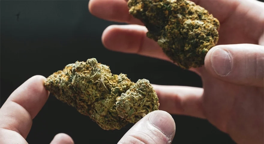 Great Lakes Holistics Strains